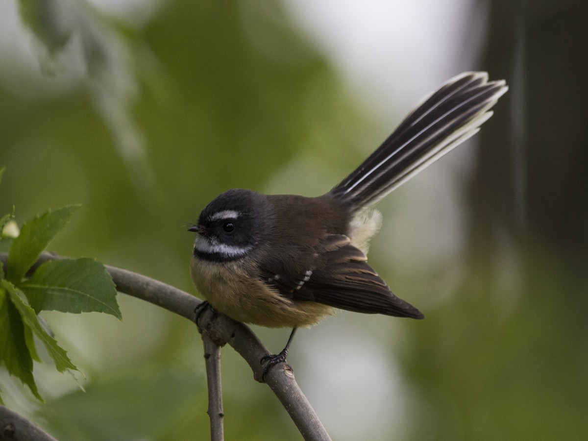 image New Zealand Fantail